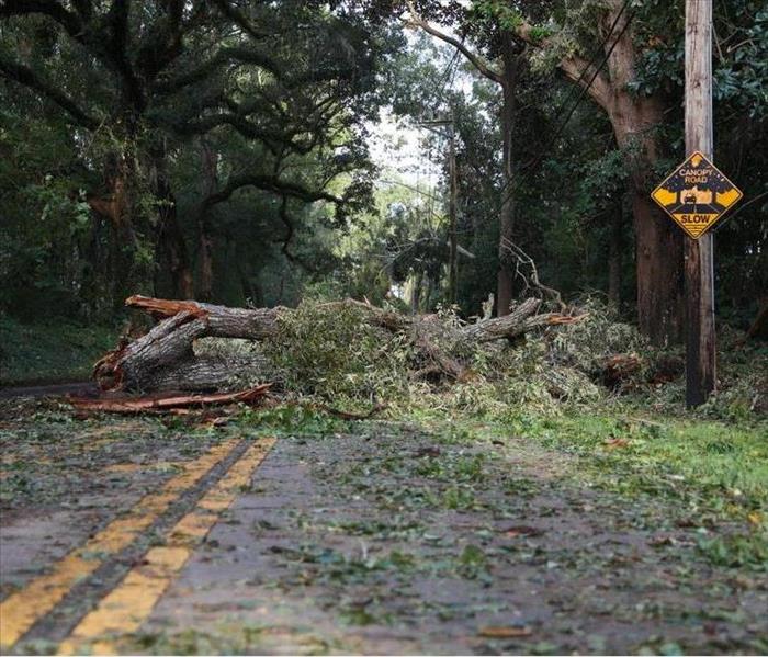 A hurricane toppled trees and power lines